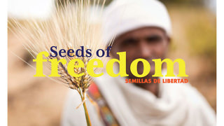 seeds of freedom