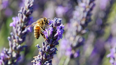 610_bees_09survey