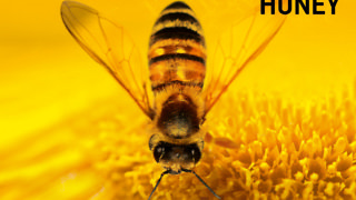 more-than-honey-poster