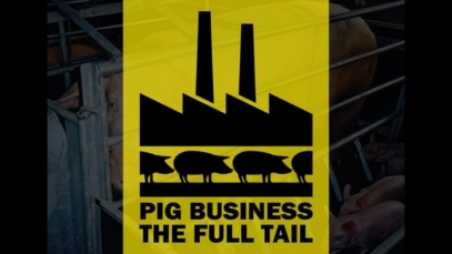 pig-business