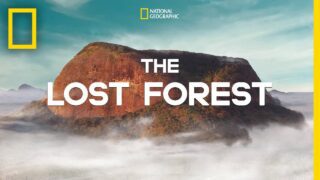 TheLostForest